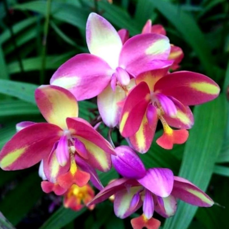 tanaman hias pohon anggrek tanah bibit tanaman hias bunga anggrek tanah/bibit tanaman hias bunga ang