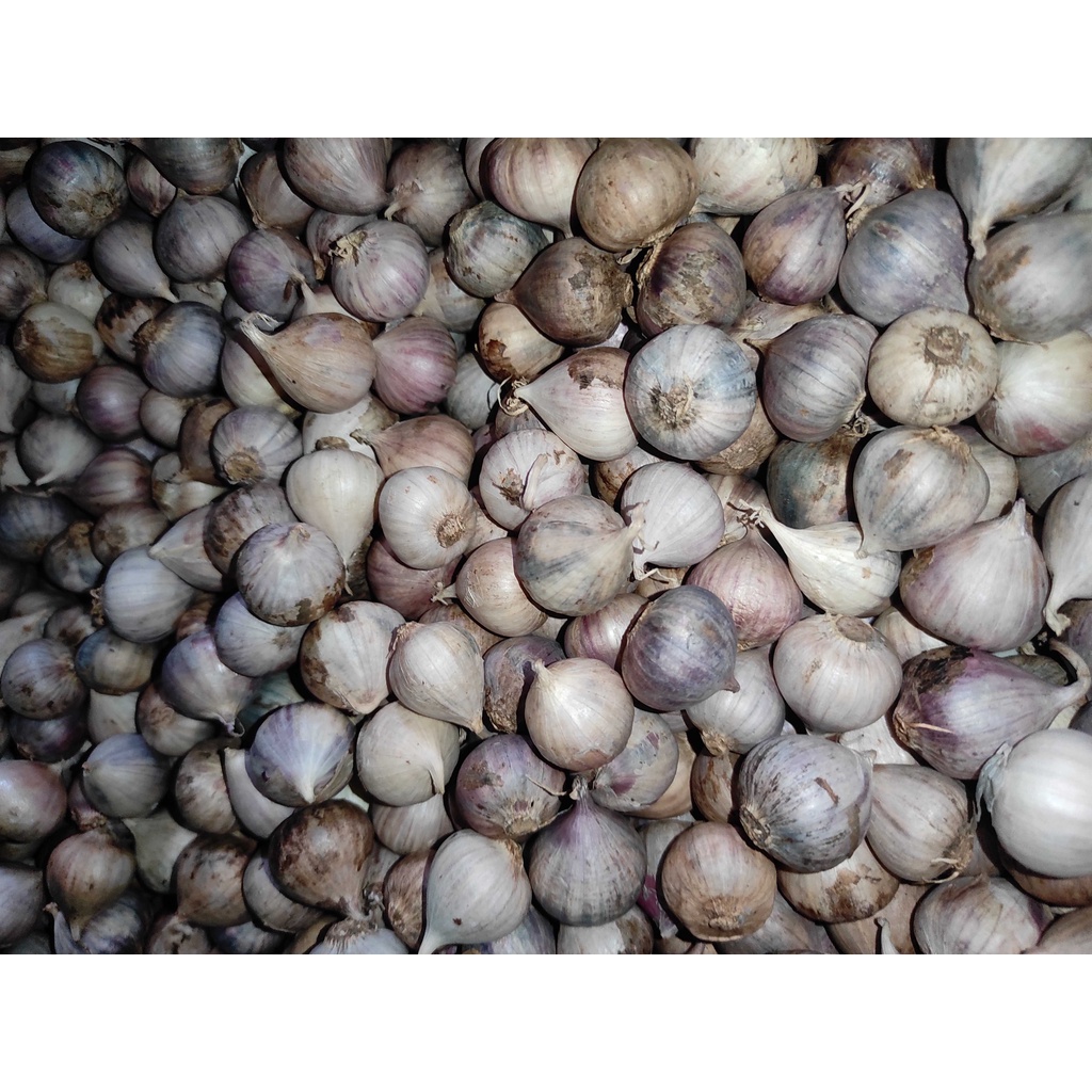 

Bawang putih tunggal 100 gram
