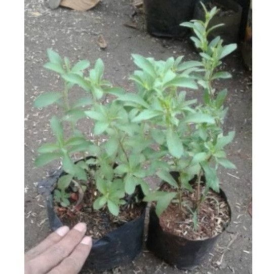 tanaman stevia herbal - stevia daun manis - pohon stevia
