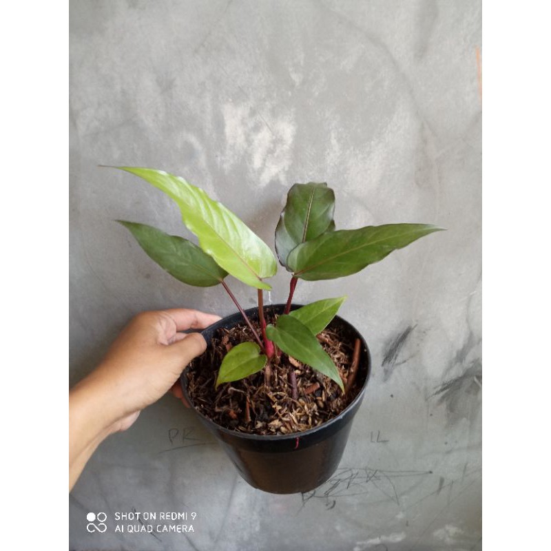 anthurium black beauty