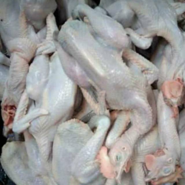 

Ayam kampung