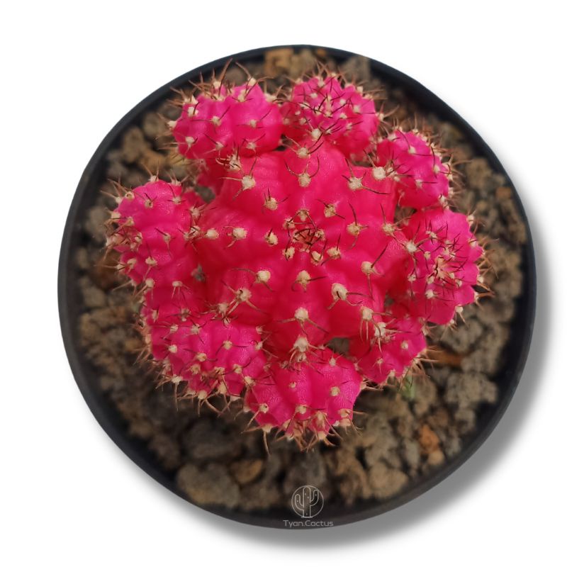 Kaktus | Gymno Import Pink Diamond | Tanaman Kaktus Premium| Sukulen Premium | Tanaman Hidup Bukan A