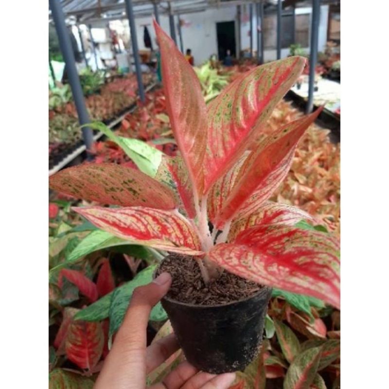 Bibit/anakan Aglonema legacy tulang merah