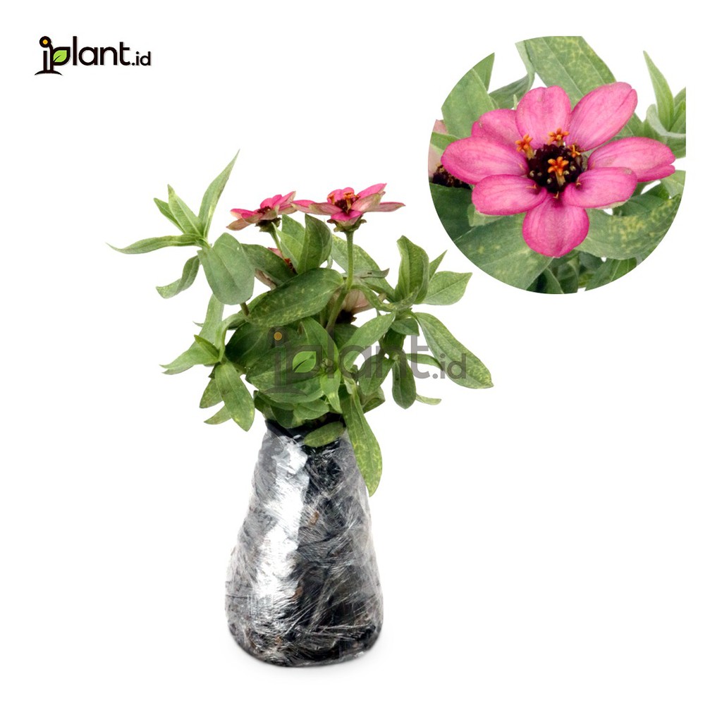 Zinnia Mini Pink (Bunga Kertas)