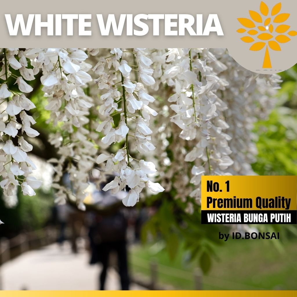 Biji Bonsai White Wisteria atau Biji Wisteria Bunga Putih