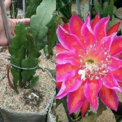 Wijaya kusuma California dream