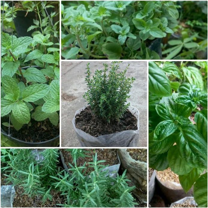 

PAKET 5 ( THYME,BASIL,OREGANO,MINT,ROSEMARY) TERBARU