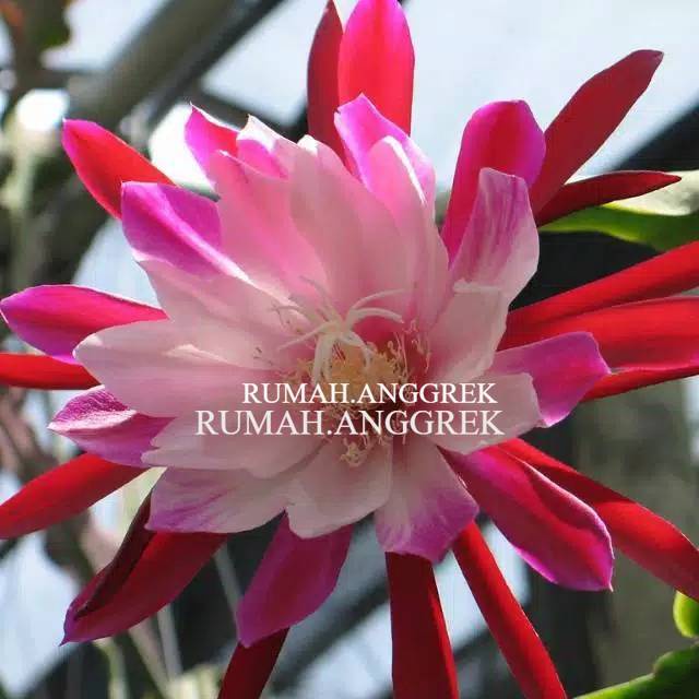 Tanaman  Hias Wijaya Kusuma bunga Merah - Tanaman Hias Hidup - Bunga hidup - Bunga hias