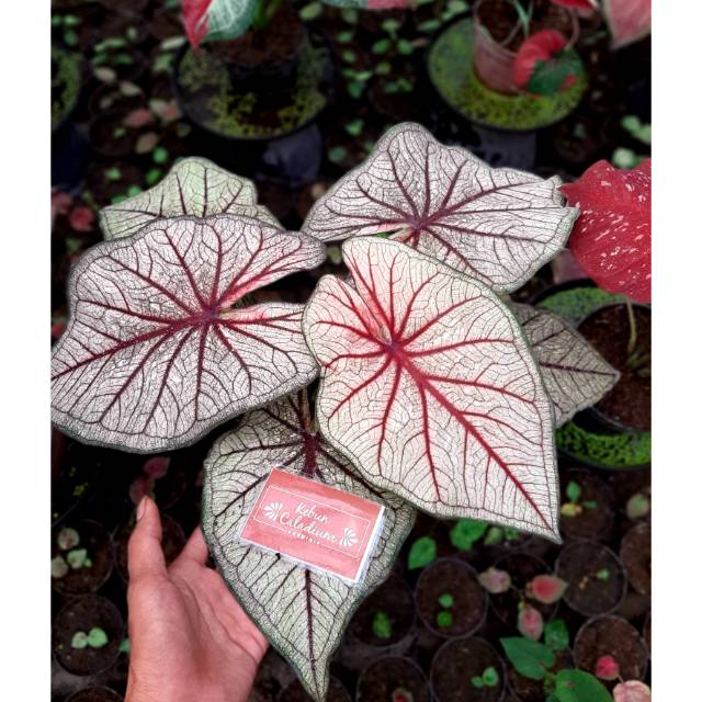 Lhay Thai Caladium Keladi Kaladi Caladium Import Thailand Talas Lompong Tanaman Hias Bunga Hias Shopee Indonesia