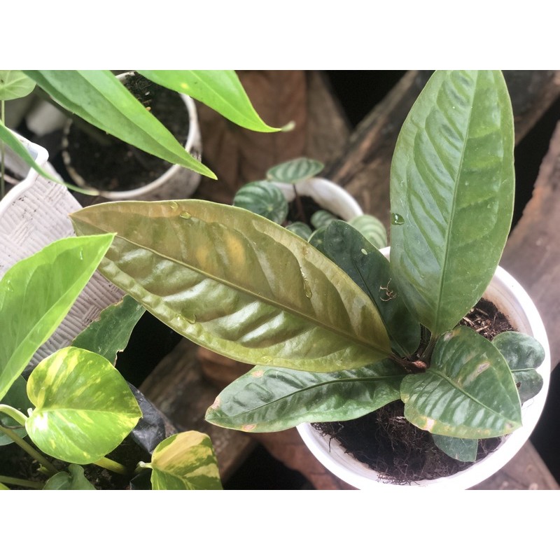 (TERJUAL) anthurium superbum / anthurium superboom