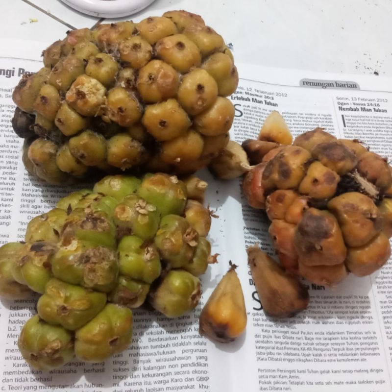 

Asam Cekala Cikala