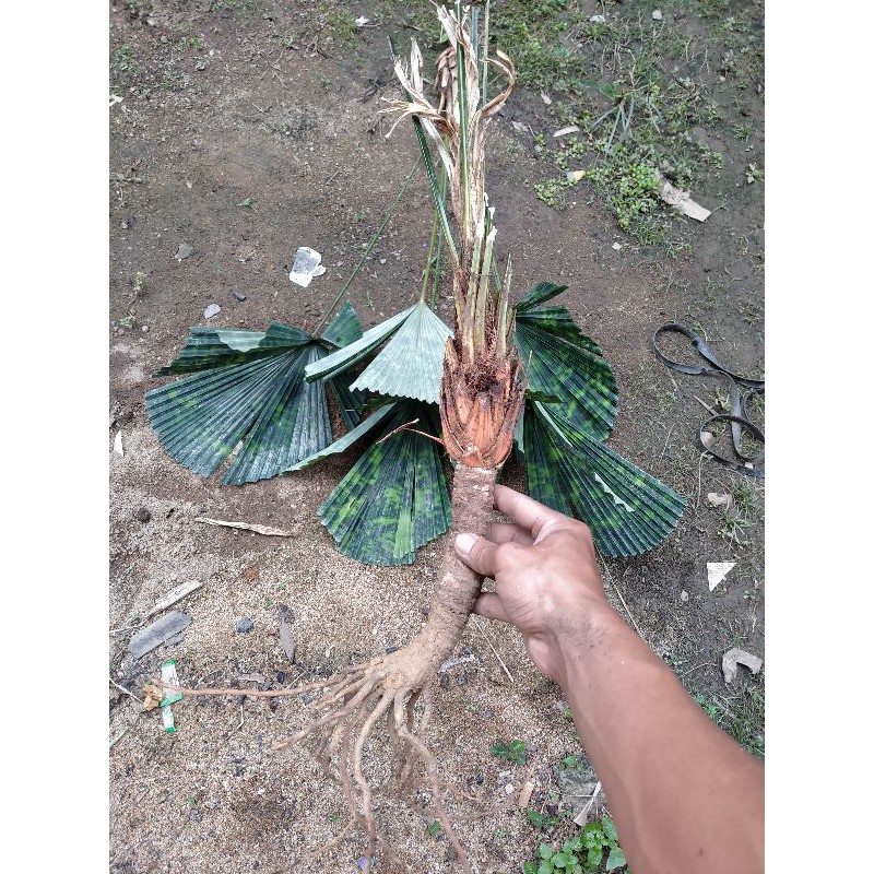 bonggol palem licuala mapu