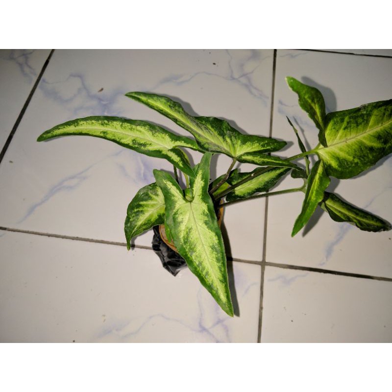 Diskon Syngonium Kelinci Putih ErBaoQYtbAQMyJ