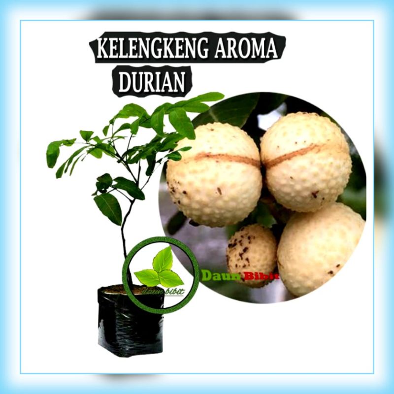Kelengkeng aroma durian