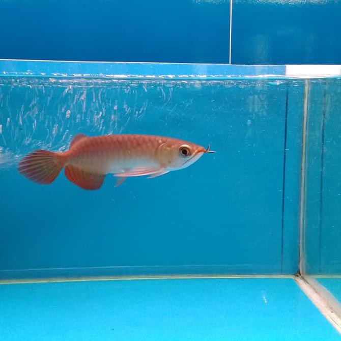 47 Dekorasi Aquarium Ikan Arwana Gratis Terbaik