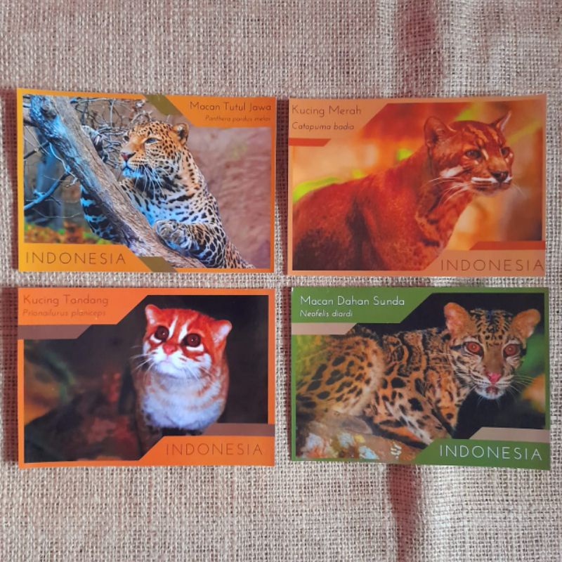 

Kartu Pos / Postcard / Postcrossing Indonesia - Kucing Endemik Indonesia