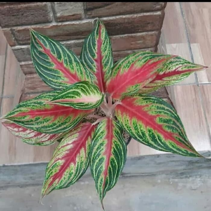 Tanaman hias Aglonema Red sunset - aglonema sunset