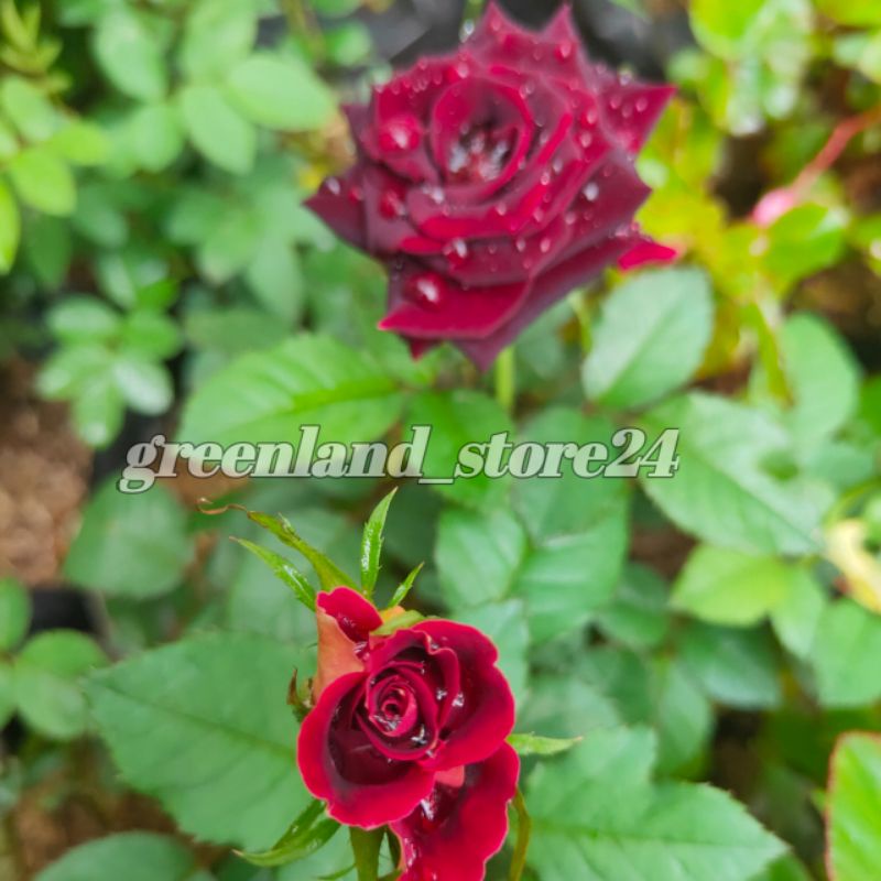 tanaman hias bunga mawar merah - bunga mawar - bibit pohon bunga mawar - mawar merah