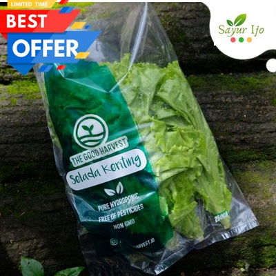 

Selada Keriting Hijau The Good Harvest 250 Gram / Pack Hidroponik Fresh Grade A Green Curly Hydroponic Sayur Hydro Hijau Segar