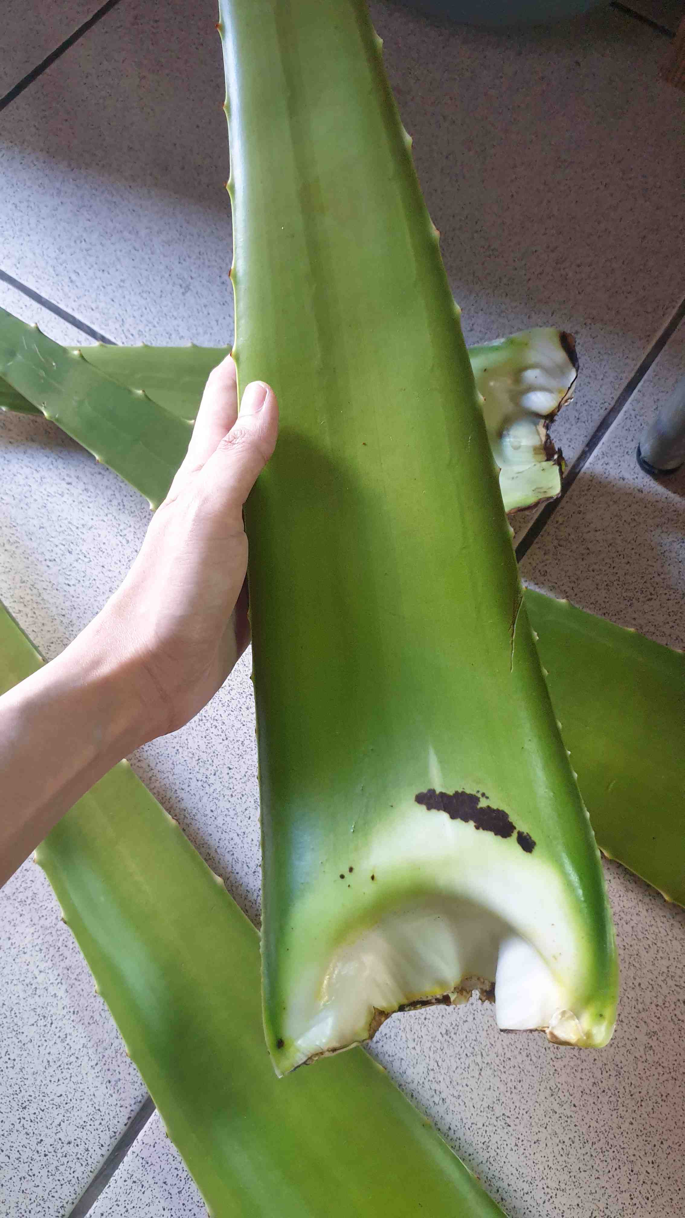 Sale! Pelepah Lidah Buaya Jumbo & Fresh 100% Organik (600-750gr)