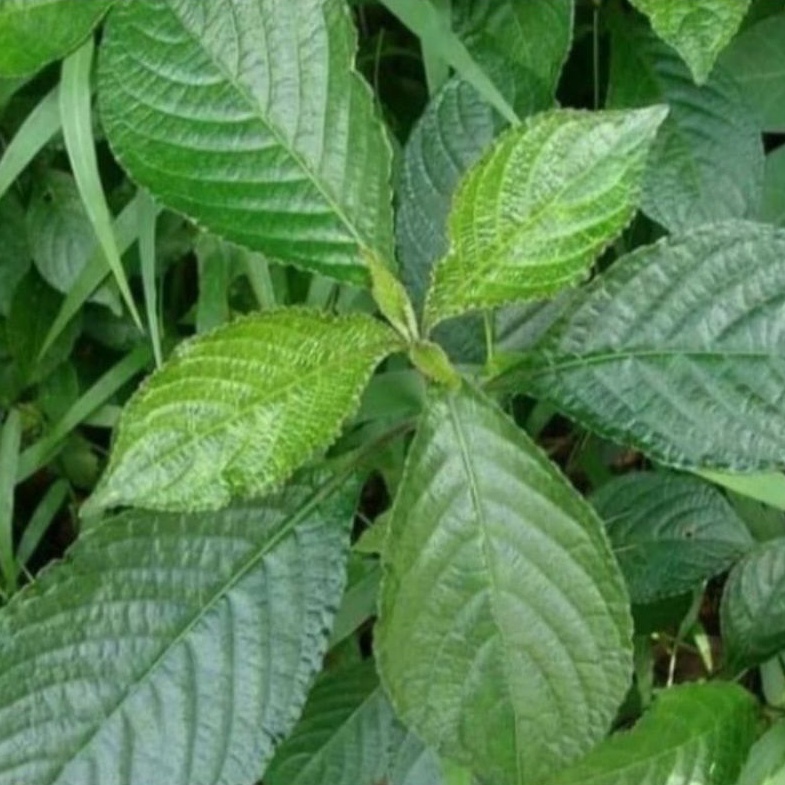 

Daun herbal keji beling - pecah beling segar - obatobatan