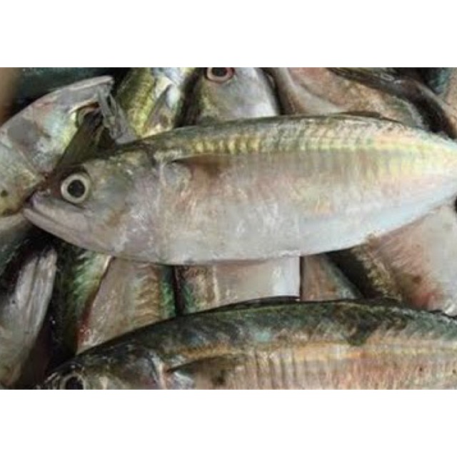 

Ikan Kembung Per Kg