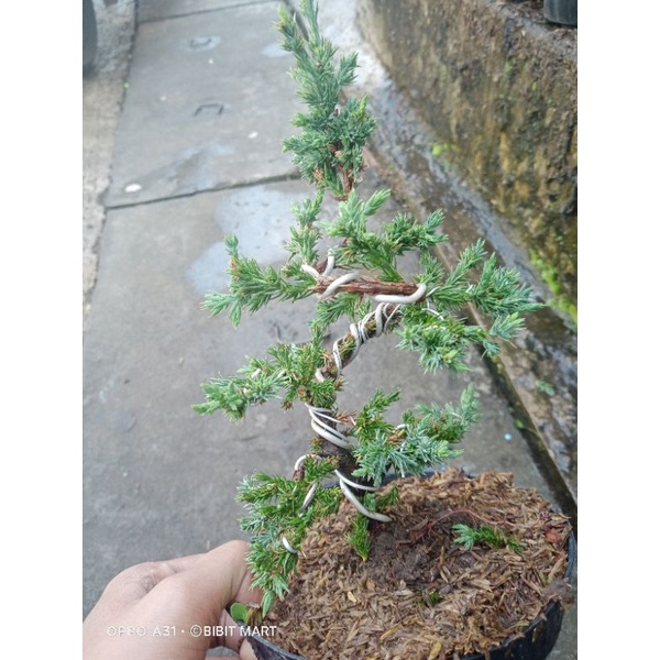 bonsai cemara buaya
