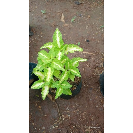 Tanaman Hias Duan Miana Hijau putih