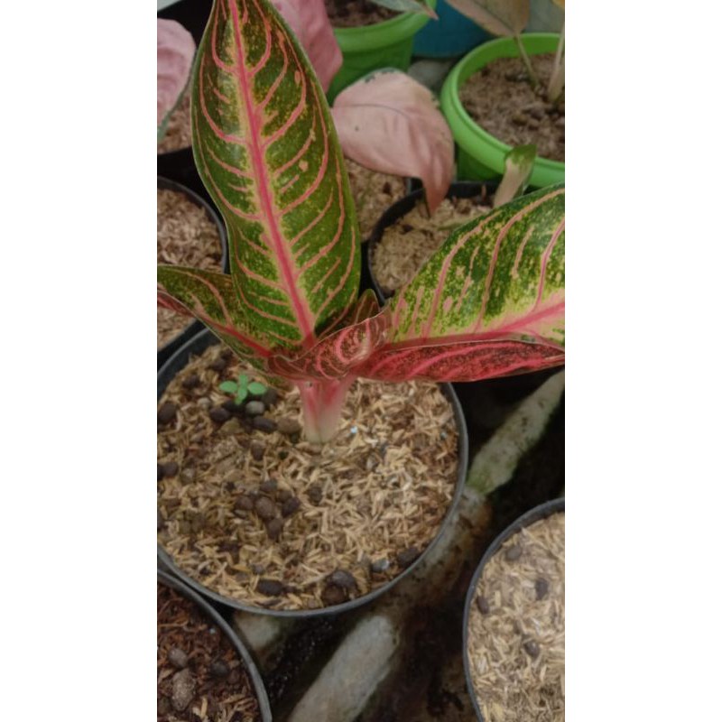 aglonema red Sumatra