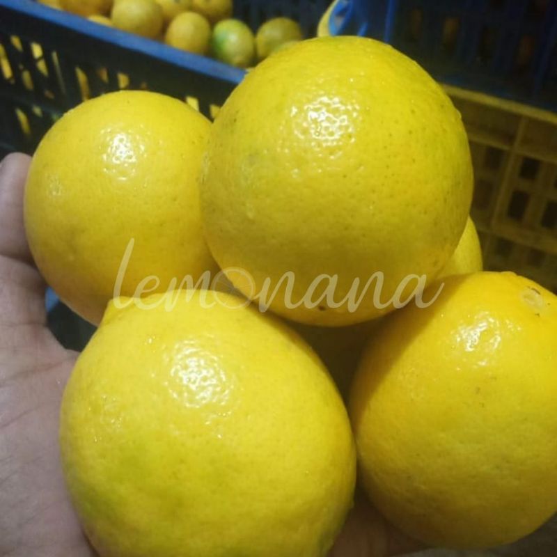 

Jeruk Lemon California Super 1 kg by lemonana