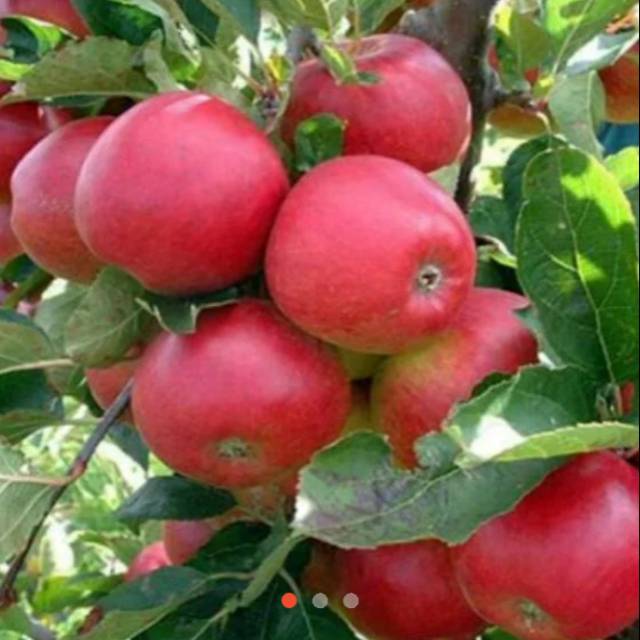 

Apple Rom Beauty Apel Asli Batu 500 gram