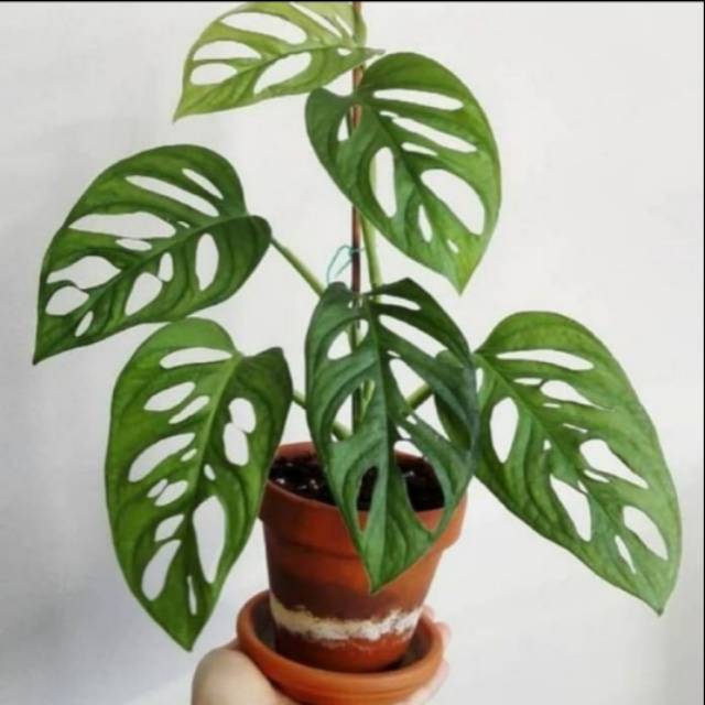 Pohon janda bolong