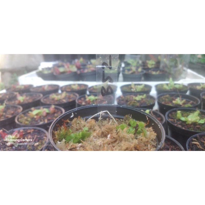 venus flytrap B52 tanamsn karnivora