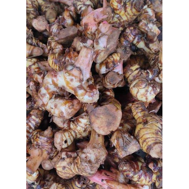 

Laos / Lengkuas Bumbu Dapur Laos 250 gram