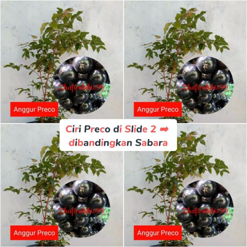 Bibit Anggur Brazil Preco