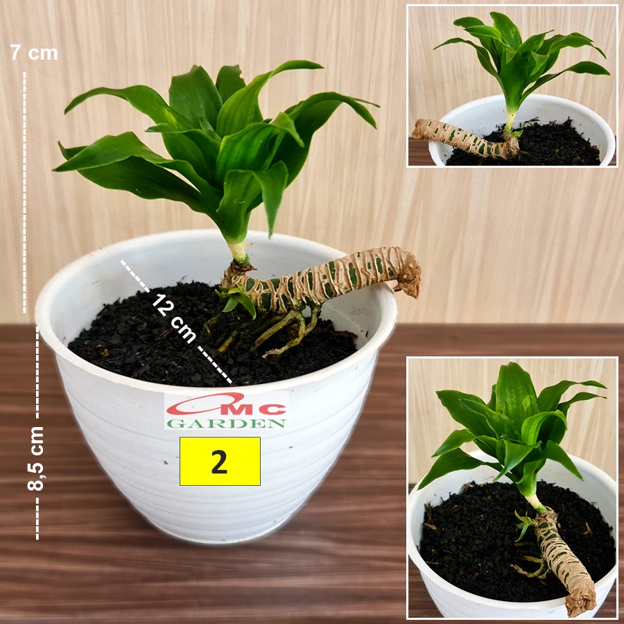 Bonsai Bonsae Mame Dracaena Compacta Hanjuang Andong Kemoceng Tanaman Pohon Hias B-DC-002