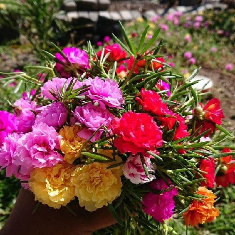 (bisa COD) STEK BUNGA KROKOT TUMPUK MIX | BUNGA MOSSROSE | BUNGA PUKUL 9 | MAWAR TANAH