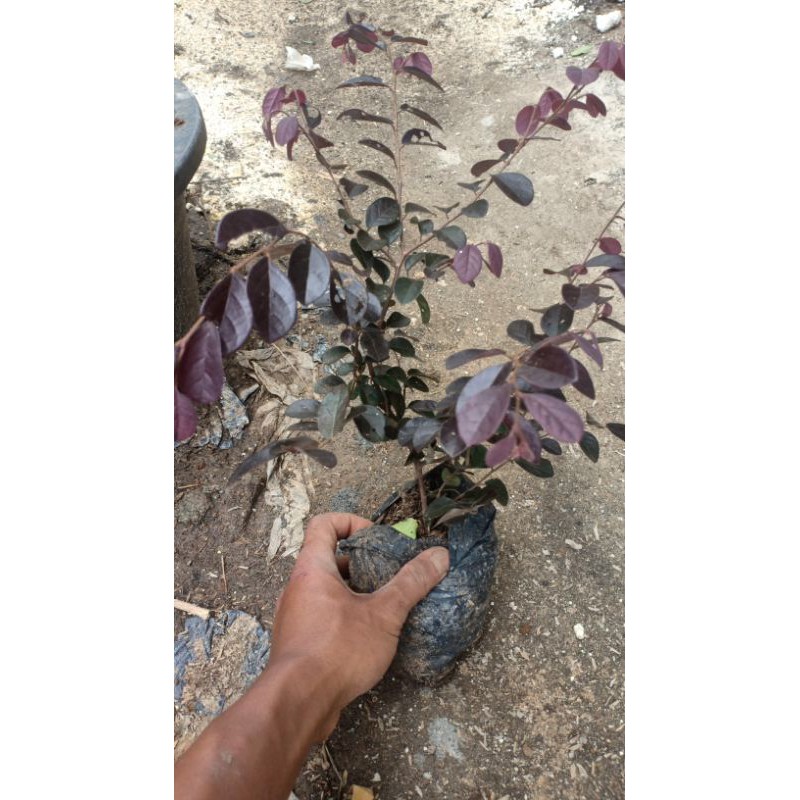 BAHAN BONSAI SERUT MERAH