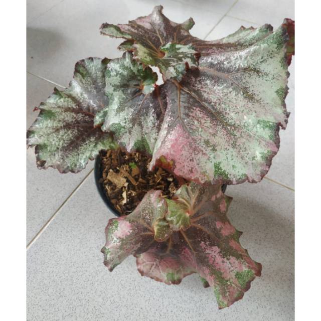 Begonia keong daun lebar kombi silver pink hijau