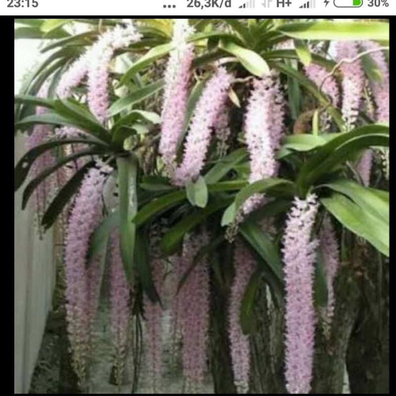 tanaman hias gantung anggrek ekor tupai