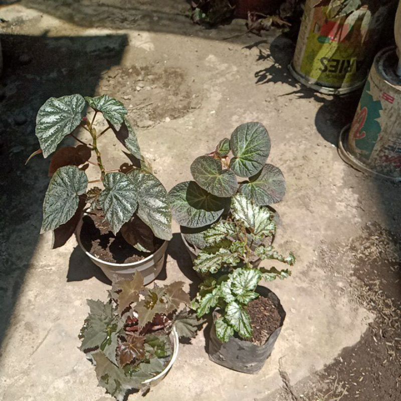 paket begonia. 4 paket begonia mumer