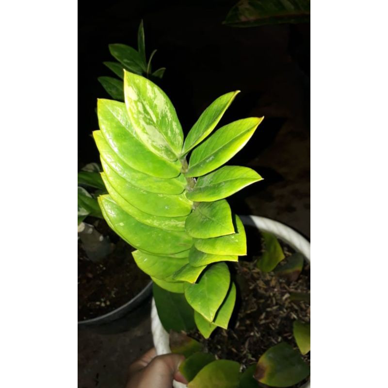 zamia culcas variegata