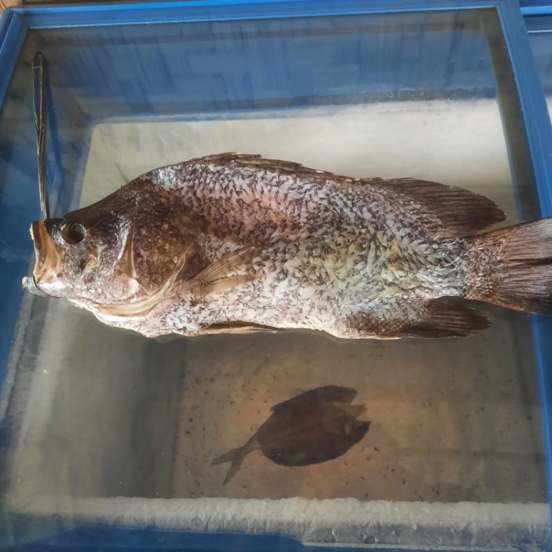 

ikan asin kakap hitam 500g