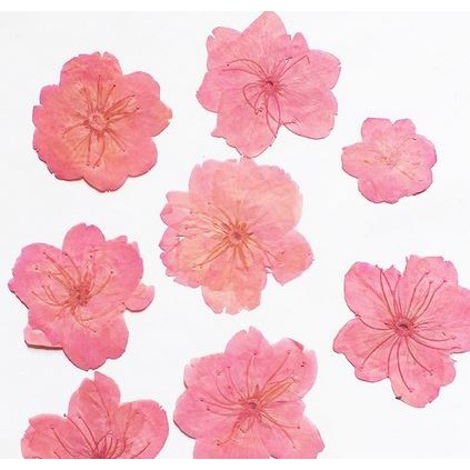 Sakura Dried Flower - Bunga Sakura Kering (1pc)