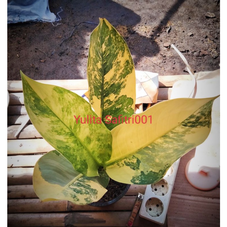 Panglima Varigata (sesuai foto)