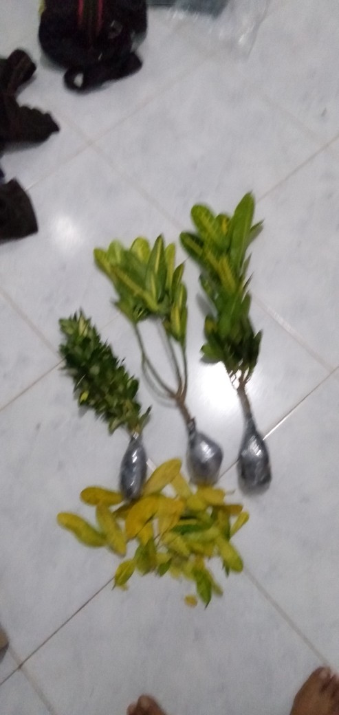 Tanaman Hias Puring Mentimun