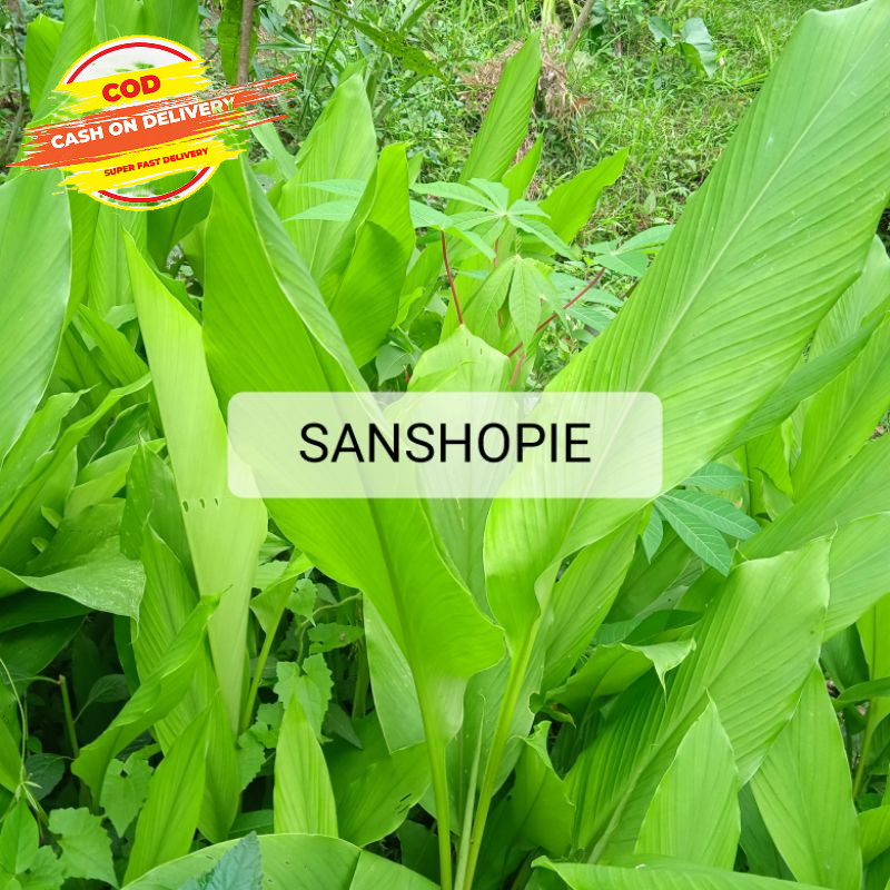 

Daun kunyit kuning segar 500 gram
