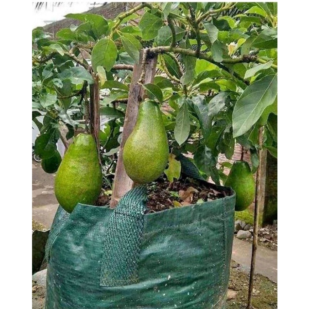 Bibit alpukat aligator bisa berbuah di pot. BIBIT BERGARANSI