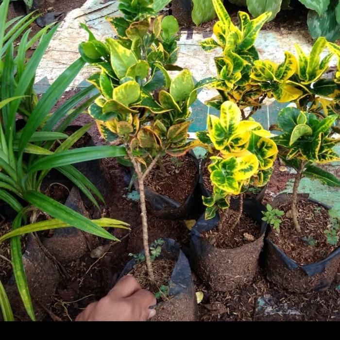 Tanaman hias puring jengkol / puring jengkol promo