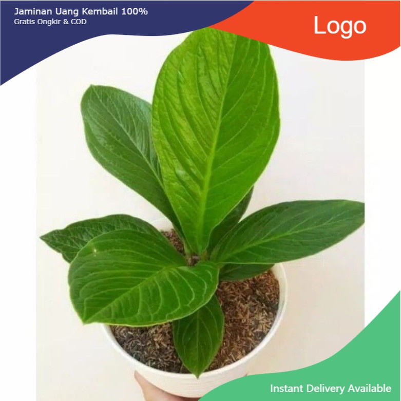 ( BISA COD ) PROMO Tanaman Hias Anthurium Jenmani Cobra Bibit & Dewasa Antorium Jemani Kobra Besar